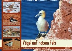 Vögel auf rotem Fels - Helgolands grandiose Vogelwelt (Wandkalender 2021 DIN A2 quer)