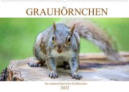 Grauhörnchen-Die nordamerikanischen Eichhörnchen (Wandkalender 2022 DIN A2 quer)