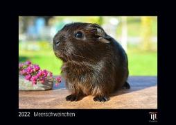 Meerschweinchen 2022 - Black Edition - Timokrates Kalender, Wandkalender, Bildkalender - DIN A4 (ca. 30 x 21 cm)