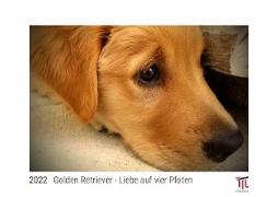 Golden Retriever - Liebe auf vier Pfoten 2022 - White Edition - Timokrates Kalender, Wandkalender, Bildkalender - DIN A4 (ca. 30 x 21 cm)