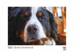 Berner Sennenhund 2022 - White Edition - Timokrates Kalender, Wandkalender, Bildkalender - DIN A3 (42 x 30 cm)