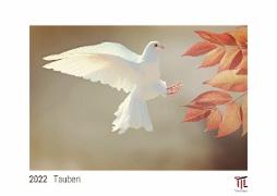 Tauben 2022 - White Edition - Timokrates Kalender, Wandkalender, Bildkalender - DIN A3 (42 x 30 cm)