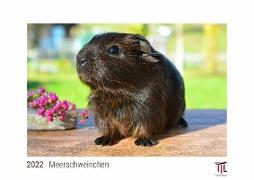 Meerschweinchen 2022 - White Edition - Timokrates Kalender, Wandkalender, Bildkalender - DIN A3 (42 x 30 cm)