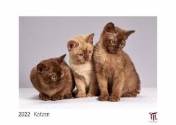 Katzen 2022 - White Edition - Timokrates Kalender, Wandkalender, Bildkalender - DIN A3 (42 x 30 cm)