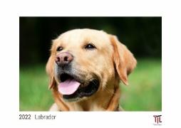 Labrador 2022 - White Edition - Timokrates Kalender, Wandkalender, Bildkalender - DIN A3 (42 x 30 cm)