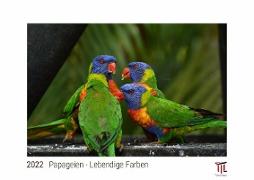Papageien - Lebendige Farben 2022 - White Edition - Timokrates Kalender, Wandkalender, Bildkalender - DIN A3 (42 x 30 cm)