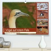 Vögel auf rotem Fels - Helgolands grandiose Vogelwelt (Premium, hochwertiger DIN A2 Wandkalender 2022, Kunstdruck in Hochglanz)