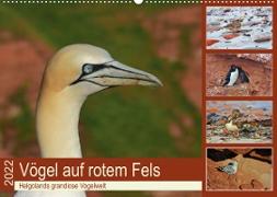 Vögel auf rotem Fels - Helgolands grandiose Vogelwelt (Wandkalender 2022 DIN A2 quer)