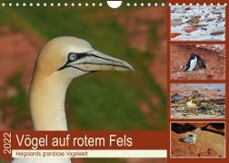 Vögel auf rotem Fels - Helgolands grandiose Vogelwelt (Wandkalender 2022 DIN A4 quer)