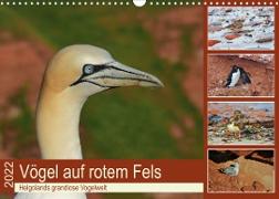 Vögel auf rotem Fels - Helgolands grandiose Vogelwelt (Wandkalender 2022 DIN A3 quer)