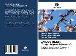 CANUDO-BIENEN (Scaptotrigonabipunctata)