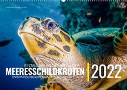 Einblicke in die Welt der Meeresschildkröten (Wandkalender immerwährend DIN A2 quer)