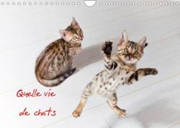 Quelle vie de chats (Calendrier mural 2022 DIN A4 horizontal)