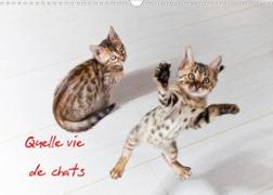 Quelle vie de chats (Calendrier mural 2022 DIN A3 horizontal)