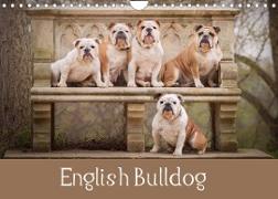 English Bulldog (Wall Calendar 2022 DIN A4 Landscape)