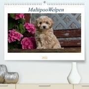 Maltipoo Welpen (Premium, hochwertiger DIN A2 Wandkalender 2022, Kunstdruck in Hochglanz)