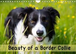Beauty of a Border Collie (Wall Calendar 2022 DIN A4 Landscape)