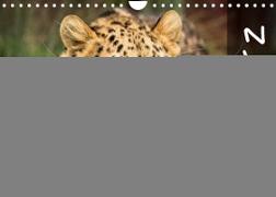 Big Catz (Wall Calendar 2022 DIN A4 Landscape)