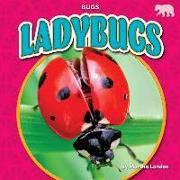 Ladybugs