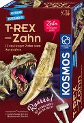 T-rex Zahn - Ausgrabung