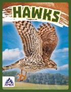 Birds of Prey: Hawk