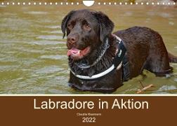 Labradore in Aktion (Wandkalender 2022 DIN A4 quer)