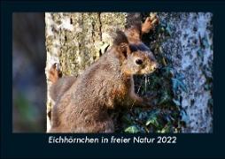 Eichhörnchen in freier Natur 2022 Fotokalender DIN A5