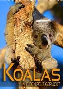 Koalas auf den Pelz gerückt (Wandkalender 2022 DIN A2 hoch)