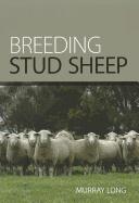 Breeding Stud Sheep