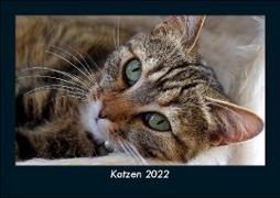 Katzen 2022 Fotokalender DIN A5