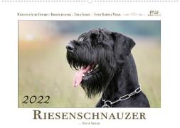 Riesenschnauzer... Treue Seelen (Wandkalender 2022 DIN A2 quer)