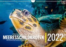 Einblicke in die Welt der Meeresschildkröten (Wandkalender immerwährend DIN A4 quer)