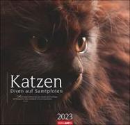 Katzen - Diven auf Samtpfoten Kalender 2023. Eigenwillig und geliebt: Katzen-Porträts in einem großen Wandkalender. Tierkalender 2023 für Katzenfans