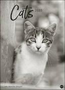 Monika Wegler: Cats Edition 2023. Elegante Samtpfoten in schwarz-weiß in einem XXL-Kalender. Tierkalender 2023 im Großformat. Hochwertiger großer Fotokalender für Katzenfans