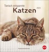 Tierisch entspannte Katzen Postkartenkalender 2023. Witzige Fotos verschlafender Stubentiger in einem Tischkalender zum Aufstellen. Kleiner Kalender 2023 für Katzenfans