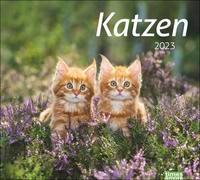 Katzen Bildkalender 2023. Süße Samtpfoten im großen Wandkalender 2023. Kalender für Katzenfans - jeden Monat ein Hingucker. Hochwertiger Fotokalender im Großformat