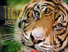 Tiger Kalender 2023. Die majestätischen Großkatzen in einem Wandkalender XXL. Hochwertiger Fotokalender mit Porträts der verschiedenen Tigerarten