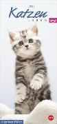 Whiskas Katzenleben Kalender 2023. Süße Kätzchen in allen Lebenslagen in einem Wandkalender 2023 zum Eintragen. Immer den Überblick über alle Termine mit dem praktischen Streifenkalender