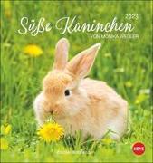 Süße Kaninchen Postkartenkalender 2023. Tierfotografin Monika Wegler setzt in einem kleinen Kalender niedliche Häschen in Szene. Tischkalender im Postkartenformat