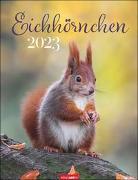 Eichhörnchen. Wandkalender 2023 Tiere in ihrer natürlichen Umgebung. Fotokalender mit tollen Eichhörnchen-Bildern für jeden Monat. Tierkalender im Hochformat 30x39 cm