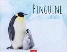 Pinguine Kalender 2023. Posterkalender mit Kaiser-, Adelie-, Zügel- und Felsenpinguinen. Großer Wandkalender für Tierfreunde. Von namhaften Fotografen gestalteter Naturkalender