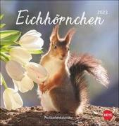 Eichhörnchen Postkartenkalender 2023. Dekorativer Monats-Tischkalender zum Aufstellen. Fotokalender voll niedlicher Eichhörnchenbilder, als Postkarten zum Sammeln und Verschicken