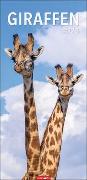 Giraffen Kalender 2023 XXL Hochformat. Die beliebten Tiere in einem länglichen Kalender porträtiert - perfekt für ihr ungewöhnliches Aussehen. Wandkalender für Tierfreunde