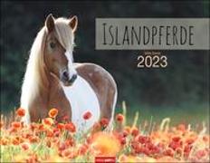 Islandpferde Kalender 2023. Fotokalender mit Porträts der beeindruckenden Wahrzeichen Islands. Großer Wandkalender für Freunde dieser besonderen Pferderasse