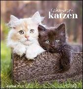 Schmusekatzen 2023 - Postkartenkalender 16x17 cm - Katzen - zum Aufstellen oder Aufhängen - Monatskalendarium - Gadget - Mitbringsel - Alpha Edition
