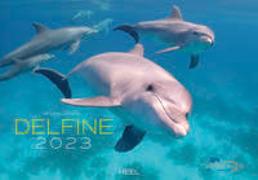 Delfine 2023