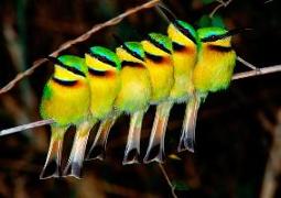 Little Bee-Eaters Notecard