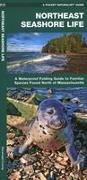 Northeast Seashore Life: A Waterproof Folding Guide to Familiar Animals & Plants North of Massachusetts