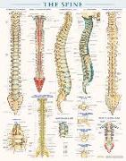 Spine Anatomy Poster (22 X 28 Inches) - Laminated: A Quickstudy Reference