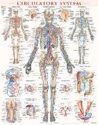 Circulatory System Poster (22 X 28 Inches) - Laminated: A Quickstudy Anatomy Reference